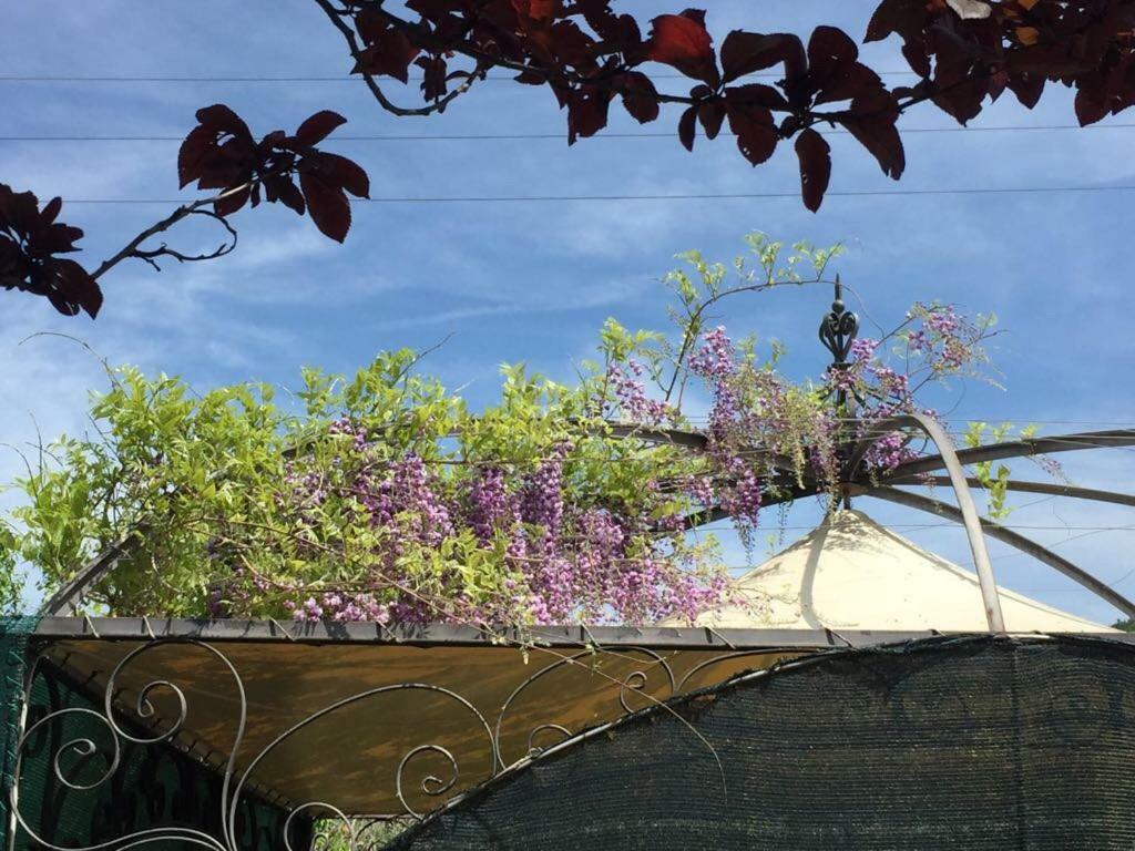 Le Coccole Del Trasimeno Konuk evi Tuoro sul Trasimeno Dış mekan fotoğraf